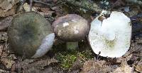 Russula variata image