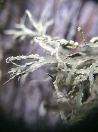 Ramalina farinacea image