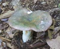 Russula variata image