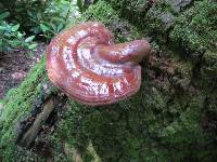 Ganoderma tsugae image