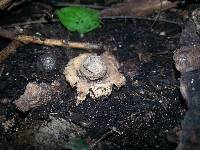 Geastrum saccatum image