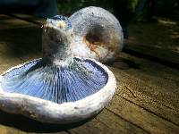 Lactarius indigo image