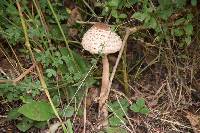 Macrolepiota procera var. procera image