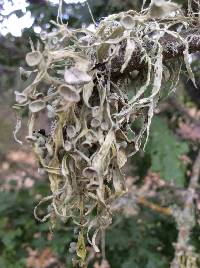 Ramalina leptocarpha image