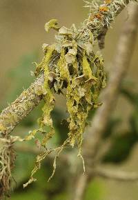 Ramalina leptocarpha image