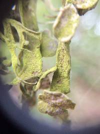 Ramalina leptocarpha image