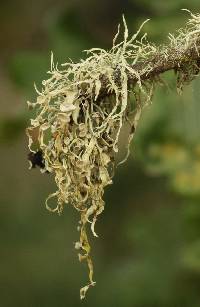 Ramalina leptocarpha image