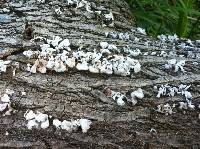 Schizophyllum commune image