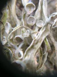 Ramalina leptocarpha image