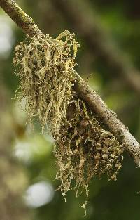 Ramalina leptocarpha image