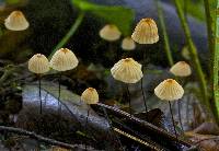 Marasmius siccus image