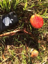 Amanita muscaria image