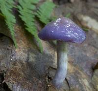 Cortinarius iodes image