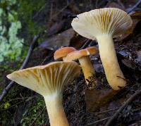 Lactarius hygrophoroides image