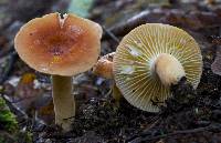 Lactarius hygrophoroides image