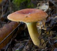 Lactarius hygrophoroides image