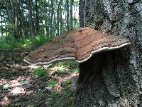 Ganoderma applanatum image