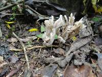 Clavulina rugosa image