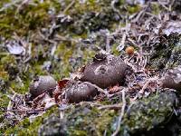 Lycoperdon perlatum image