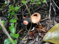 Cookeina tricholoma image