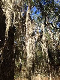 Ramalina menziesii image