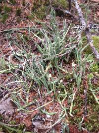 Image of Cladonia maxima