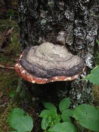 Fomitopsis pinicola image