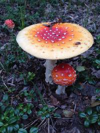 Amanita muscaria image