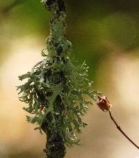 Evernia prunastri image