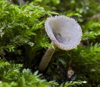 Helvella macropus image