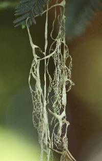 Ramalina menziesii image