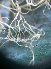 Ramalina menziesii image