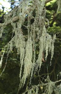 Ramalina menziesii image