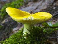 Russula claroflava image