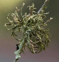 Ramalina farinacea image