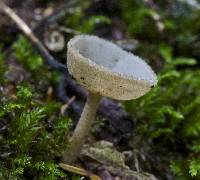 Helvella macropus image