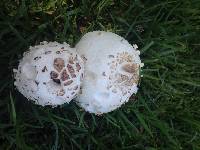 Chlorophyllum molybdites image