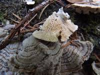Trametes versicolor image