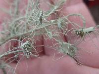 Usnea intermedia image