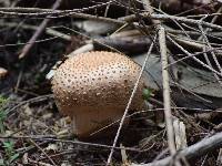 Amanita rubescens image