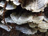 Trametes versicolor image