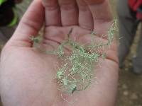 Usnea intermedia image