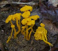 Cantharellus minor image