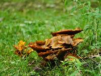 Omphalotus illudens image