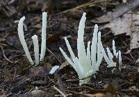 Clavaria fragilis image