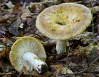 Russula laurocerasi image