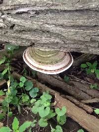 Ganoderma applanatum image