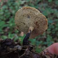 Polyporus varius image