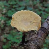 Polyporus varius image