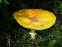 Amanita muscaria image